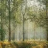 Forest with slanting sun rays