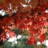 Maple leaves