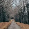 Trees in perspective lines