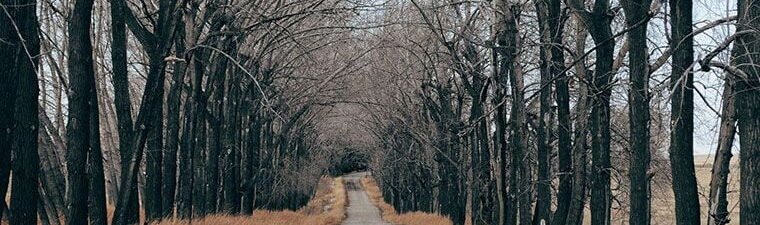 Trees in perspective lines